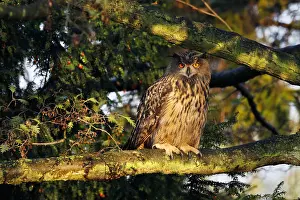 Oehoe Prints: Oehoe, Eurasian Eagle Owl, Bubo bubo