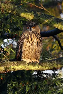 Oehoe Prints: Oehoe, Eurasian Eagle Owl, Bubo bubo