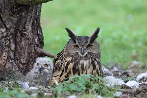 Oehoe Prints: Oehoe, Eurasian Eagle-Owl, Bubo bubo