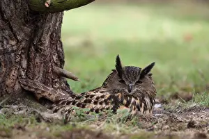 Oehoe Prints: Oehoe, Eurasian Eagle-Owl, Bubo bubo