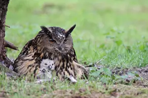 Oehoe Prints: Oehoe, Eurasian Eagle-Owl, Bubo bubo