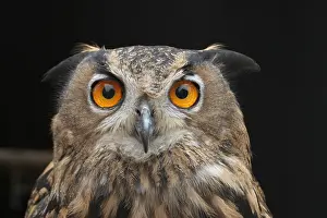 Oehoe Prints: Oehoe, Eurasian Eagle Owl, Bubo bubo