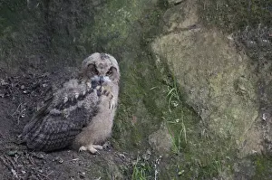 Oehoe Prints: Oehoe, Eurasian Eagle-Owl, Bubo bubo