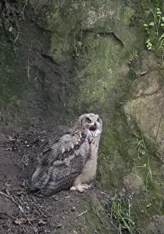 Oehoe Prints: Oehoe, Eurasian Eagle-Owl, Bubo bubo