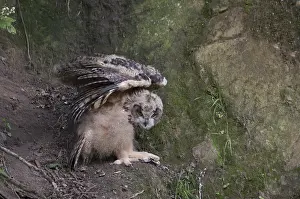 Oehoe Prints: Oehoe, Eurasian Eagle-Owl, Bubo bubo
