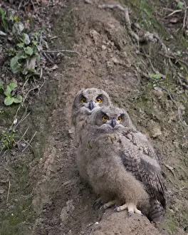 Groeve Prints: Oehoe, Eurasian Eagle-Owl, Bubo bubo