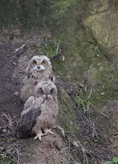 Groeve Prints: Oehoe, Eurasian Eagle-Owl, Bubo bubo