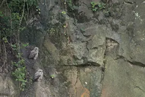 Groeve Prints: Oehoe, Eurasian Eagle-Owl, Bubo bubo