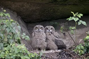 Groeve Prints: Oehoe, Eurasian Eagle-Owl, Bubo bubo