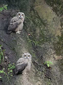 Groeve Prints: Oehoe, Eurasian Eagle-Owl, Bubo bubo