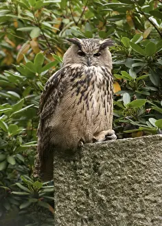 Graf Prints: Oehoe, Eurasian Eagle Owl, Bubo bubo