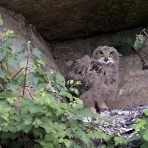 Images Dated 27th May 2012: Oehoe, Eurasian Eagle-Owl, Bubo bubo