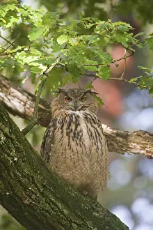 Poetsen Prints: Oehoe, Eurasian Eagle Owl, Bubo bubo