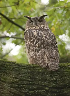 Poetsen Prints: Oehoe, Eurasian Eagle Owl, Bubo bubo