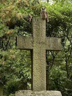 Graf Prints: Oehoe, Eurasian Eagle Owl, Bubo bubo