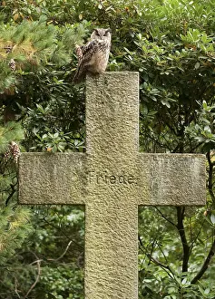 Graf Prints: Oehoe, Eurasian Eagle Owl, Bubo bubo