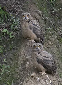Groeve Prints: Oehoe, Eurasian Eagle-Owl, Bubo bubo