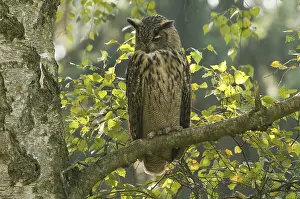 Oehoe Prints: Oehoe, Eurasian Eagle Owl, Bubo bubo