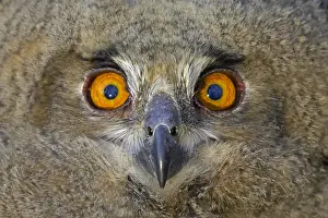 Images Dated 24th June 2006: Oehoe, Eurasian Eagle-Owl, Bubo bubo