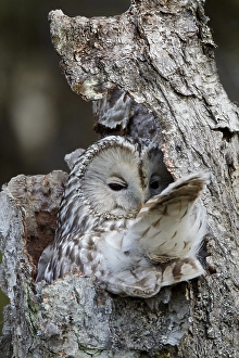 Donskuikens Prints: Oeraluil, Ural Owl, Strix uralensis