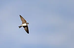 Images Dated 6th June 2014: Oeverzwaluw; Sand Martin; Riparia riparia