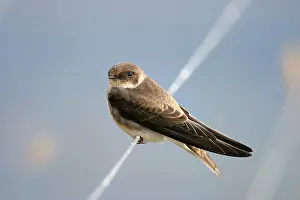 2003 Prints: Oeverzwaluw, Sand Martin, Riparia riparia