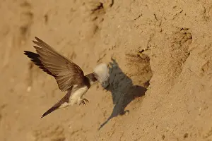 Nestmateriaal Prints: Oeverzwaluw; Sandmartin; Riparia riparia