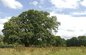 Images Dated 14th July 2007: Old Oak, Oude Eik