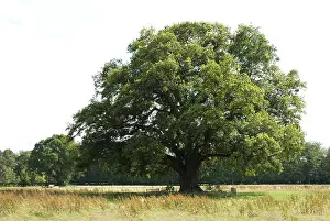 Images Dated 14th July 2007: Old Oak, Oude Eik