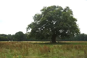 Images Dated 13th July 2007: Old Oak, Oude Eik