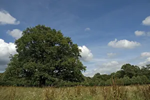 Images Dated 14th July 2007: Old Oak, Oude Eik