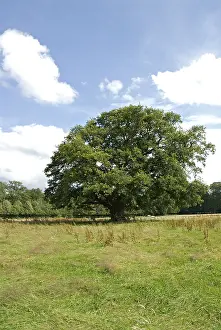 Images Dated 14th July 2007: Old Oak, Oude Eik