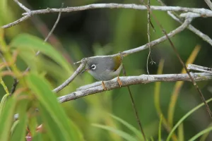 2010 Prints: Olijfgroene Mauritiusbrilvogel, Mauritius Olive White-eye, Zoste