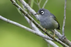 2010 Prints: Olijfgroene Mauritiusbrilvogel, Mauritius Olive White-eye, Zoste