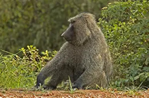 2005 Prints: Olive Baboon, Groene Baviaan, Papio anubis