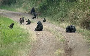 2005 Prints: Olive Baboon, Groene Baviaan, Papio anubis