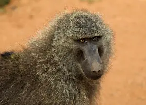 2005 Prints: Olive Baboon, Groene Baviaan, Papio anubis