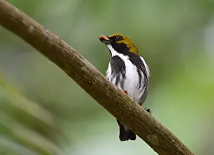 Olive Backed Prints: Olive-backed Flowerpecker, Prionochilus olivaceus
