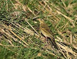 Hodgsoni Prints: Olive-backed Pipit, Anthus hodgsoni