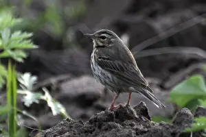 Hodgsoni Prints: Olive-backed Pipit, Anthus hodgsoni