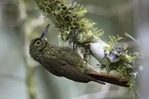 Olive Backed Prints: Olive-backed Woodcreeper (Xiphorhynchus triangularis triangularis)