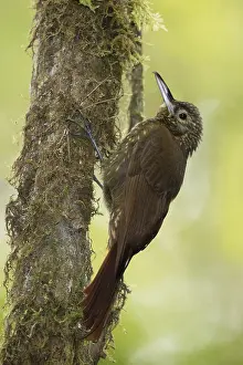 Olive Backed Prints: Olive-backed Woodcreeper (Xiphorhynchus triangularis triangularis)