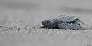 2024 Prints: Olive Ridley Sea Turtle