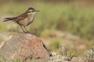 Images Dated 28th November 2023: Olrog's Cinclodes, Cinclodes olrogi