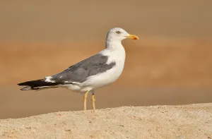 Heuglins Gull Prints: Oman, November, Heuglin's Gull