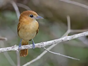 Images Dated 7th December 2015: One-colored Becard (Pachyramphus homochrous homochrous)