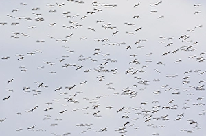 Images Dated 11th September 2007: Ooievaar, White Stork, Ciconia ciconia