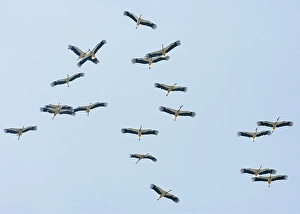 Images Dated 11th September 2007: Ooievaar, White Stork, Ciconia ciconia