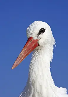 Snavel Prints: Ooievaar, White Stork, Ciconia ciconia