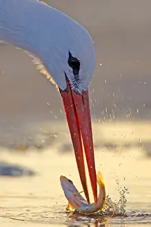 Snavel Prints: Ooievaar, White Stork, Ciconia ciconia